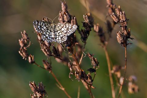 Chiasmia clathrata