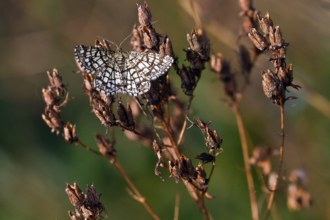 Chiasmia clathrata