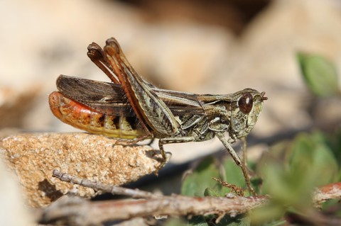 Chorthippus mollis