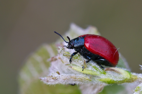 Chrysomela populi