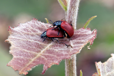 Chrysomela populi