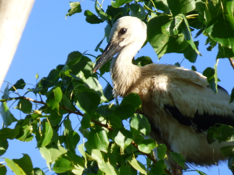 cignogneau 3 semaines environ 