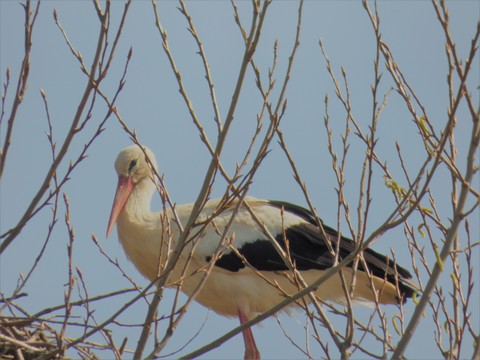 Cigogne blanche - Ciconia ciconia