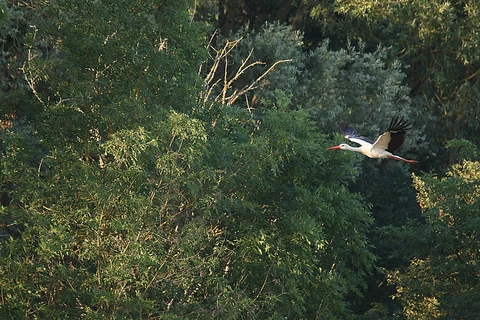 Cigogne en vol