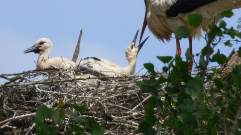 cigongeaux au nid Marnay 71