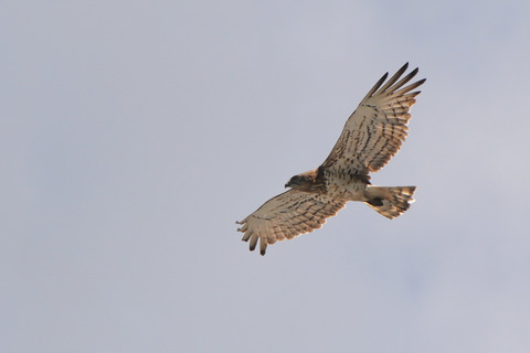 Circaète Jean-le-Blanc - Circaetus gallicus