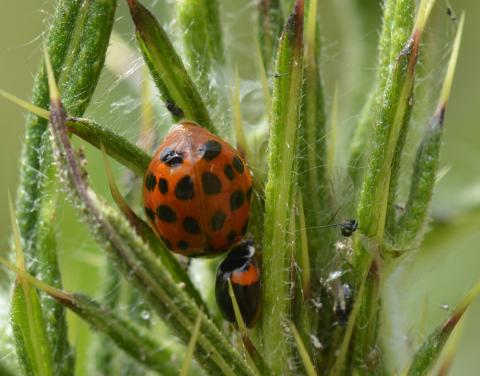 Adalia decempunctata & Harmonia axyridis