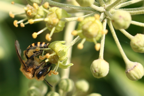 Colletes hederae (F)