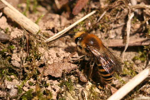 Colletes hederae (M)