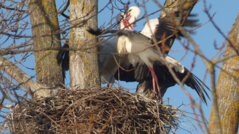 combat de mâles pour un nid
