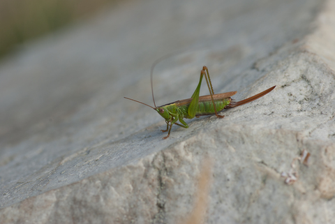 Conocéphale bigarré (Conocephalus fuscus)