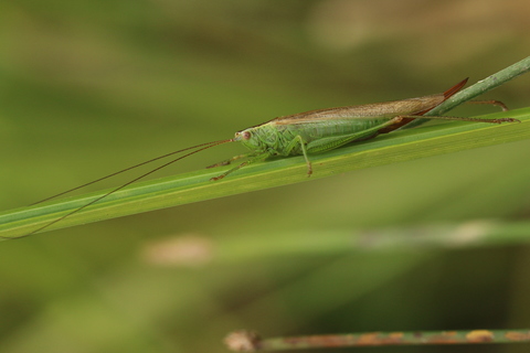 Conocephalus fuscus