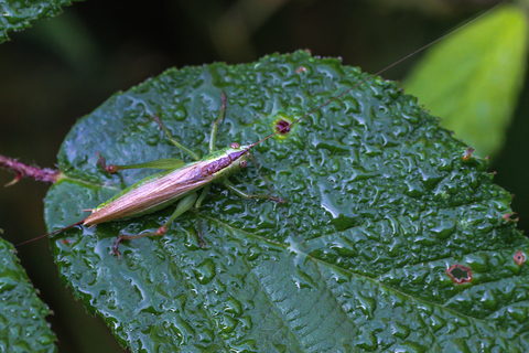 Conocephalus fuscus