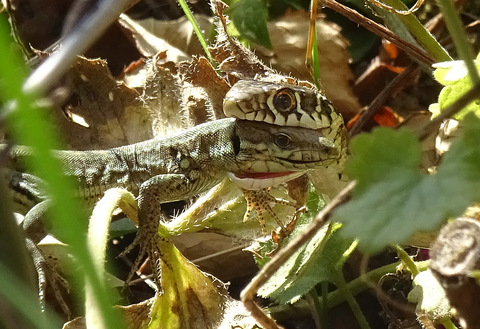 Prédation sur un Lézard des murailles