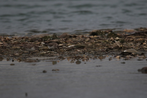 Couple de bécasseaux variables