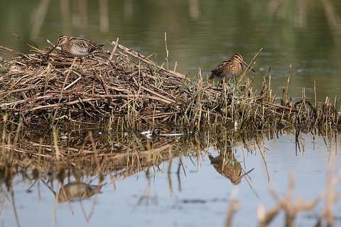 Couple de bécassine des marais