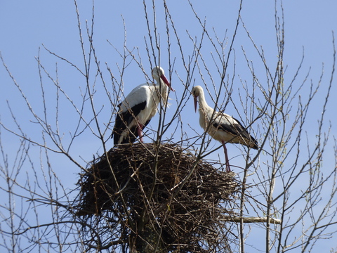 couple de cigognes blanches
