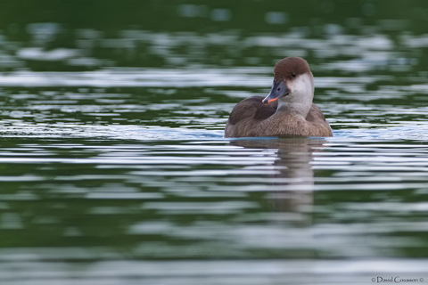 Nette rousse - Netta rufina