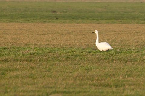 Cygne chanteur - Cygnus cygnus