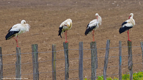 Cigogne blanche - Ciconia ciconia