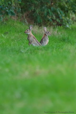 Lapin de garenne - Oryctolagus cuniculus