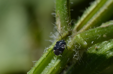 Tritomegas bicolor