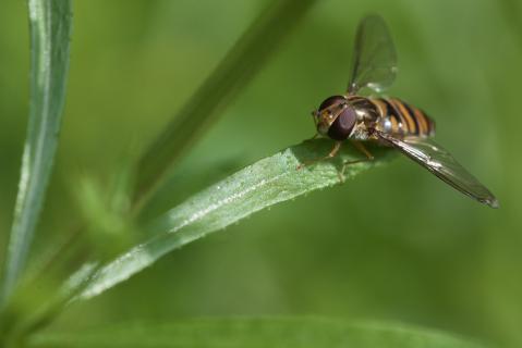 Episyrphus balteatus