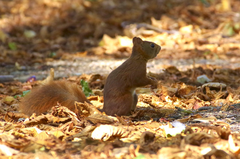 Ecureuil roux grignoatant des noisettes fraichement découvertes