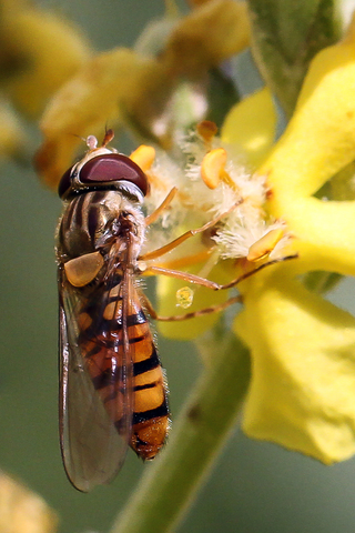 Episyrphus balteatus, le Syrphe ceinturé