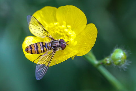 Episyrphus balteatus, le Syrphe ceinturé