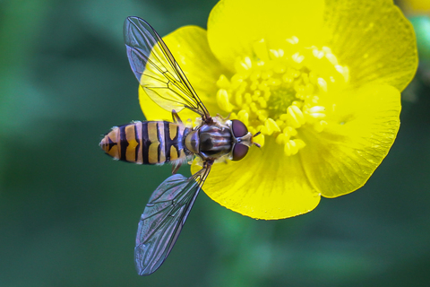 Episyrphus balteatus, le Syrphe ceinturé