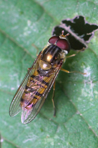 Episyrphus balteatus - le Syrphe ceinturé