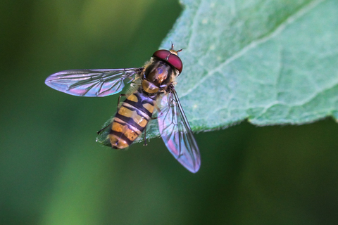 Episyrphus balteatus, le Syrphe ceinturé