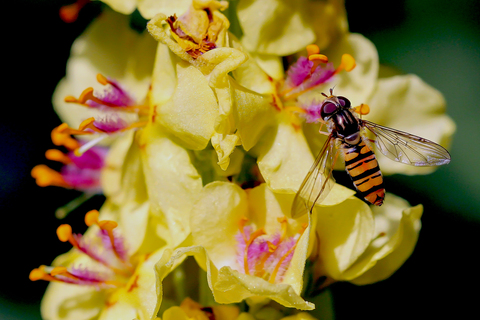 Episyrphus balteatus