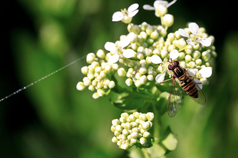 Episyrphus balteatus