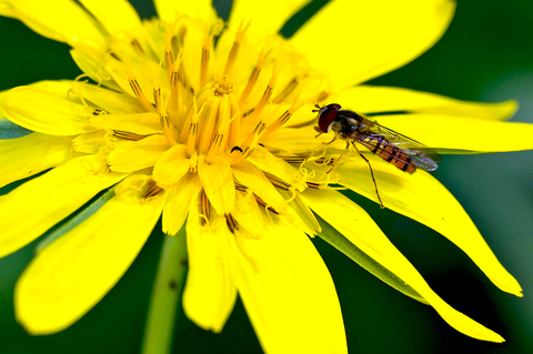 Episyrphus balteatus