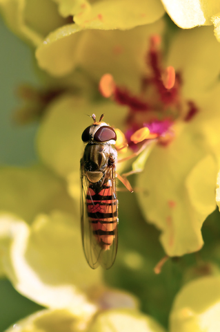 Episyrphus balteatus