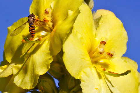 Episyrphus balteatus