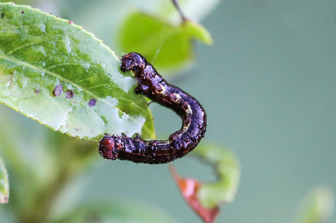 Erannis defoliaria, l' Hibernie défeuillante