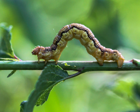 Erannis defoliaria, l'Hibernie défeuillante