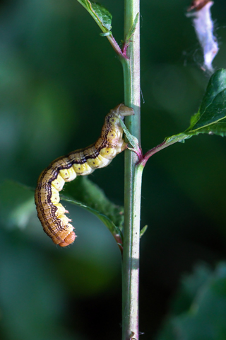 Erannis defoliaria, l'Hibernie défeuillante