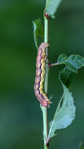 Erannis defoliaria, l'Hibernie défeuillante