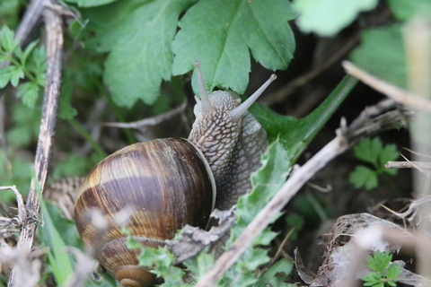 ESCARGOT DE BOURGOGNE