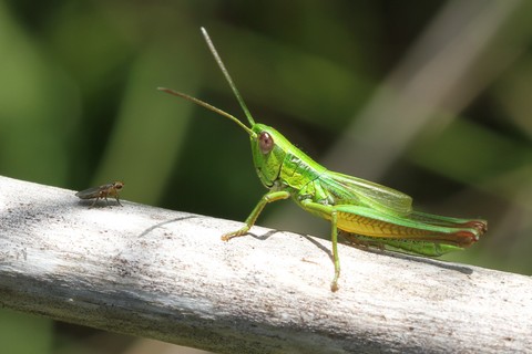 Euthystira brachyptera