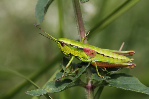 Euthystira brachyptera