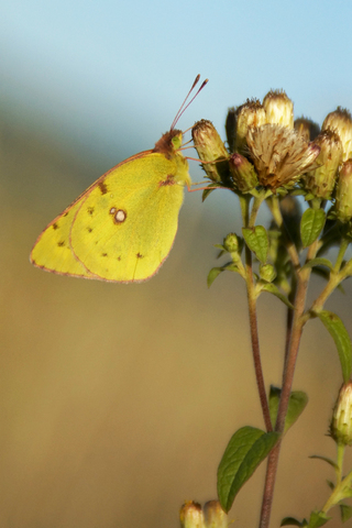 Colias sp.