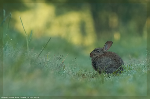 Lapin de garenne - Oryctolagus cuniculus