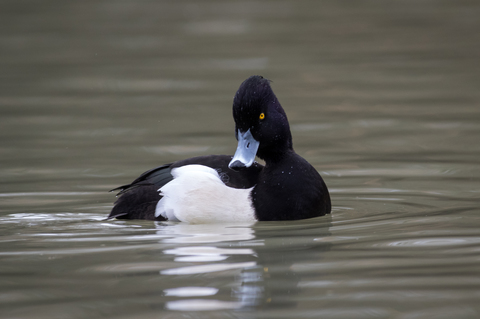 Fuligule morillon (Aythya fuligula)