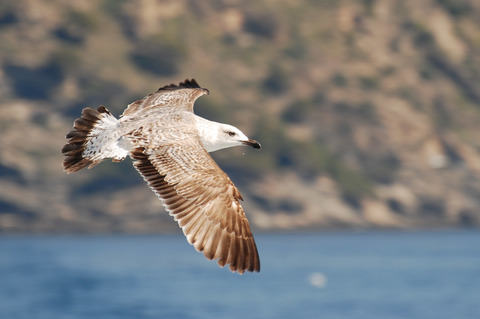 Goéland leucophée - Larus michahellis - immature