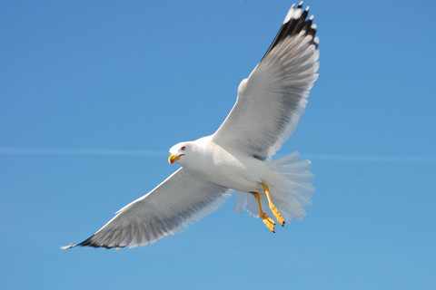 Goéland leucophée - Larus michahellis